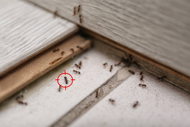 Best Ant Control Services  in Talent, OR